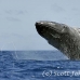whale_humpback_h_00371_dom2418.jpg